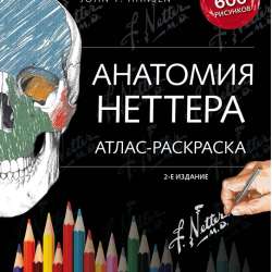 Анатомия Неттера