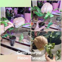 Домашние растения