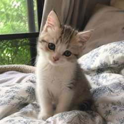 нарисую вашего пса либо кота!