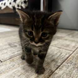 Отдаю котят в добрые руки !