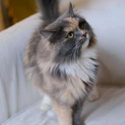 Красивая кошка ищет дом