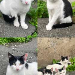 Котята ищут дом