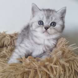 Шотландские котята фото 7
