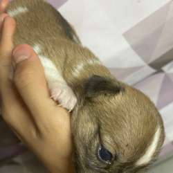 Продаем щенят
