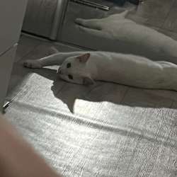 Отдам кота в добрые руки
