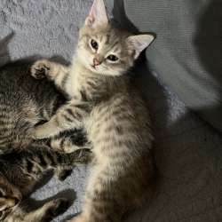 Котята, две милые девочки фото 5