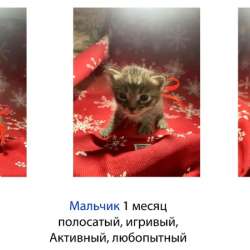 Котята в добрые руки. Чита в Чите фото 3