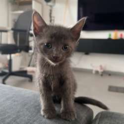 Продам котят Брашиков фото 3