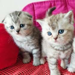 Продам двух шотландских вислоухих котят. Родословнач фото 6