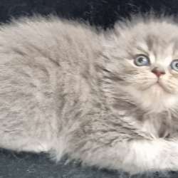 Продаются котята, голубоглазые, шотландские вислоухие фото 11