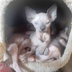 Котята. Канадский сфинкс. Варшава фото 5