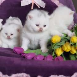 Британские котята, разного возраста, большой выбор фото 3