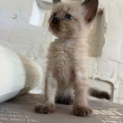 Невские маскарадные котята в Ростове-на-Дону фото 3