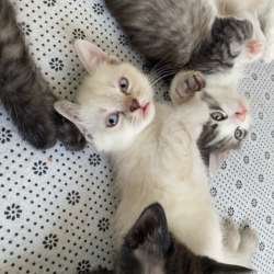 Котята в добрые руки в Ставрополе фото 6