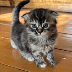 Котенок мальчик