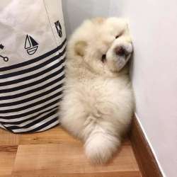 Чау чау классные малыши
