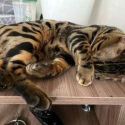 Вязка бенгальский кот