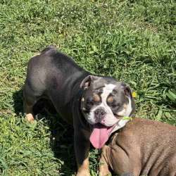 Английский бульдог фото 18