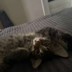 Котенок в Саратове фото 3