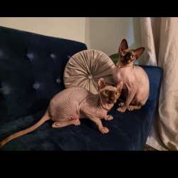 Sphinx