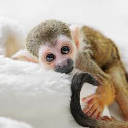 Monkey фото 4