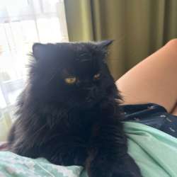 Персидский котик в Уфе