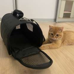 Переноска для котят