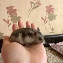 Хомяк девочка в Протвино
