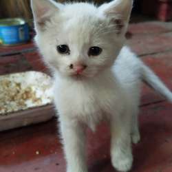 Отдам в хорошие руки котят