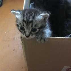 Котёнок девочка Вологда Сосновка в Вологде фото 3