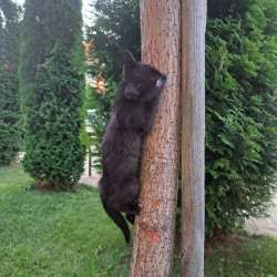 Cat фото 3