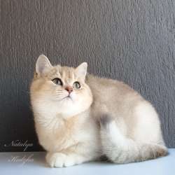 Британская кошечка фото 6