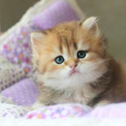 Золотые британские котята