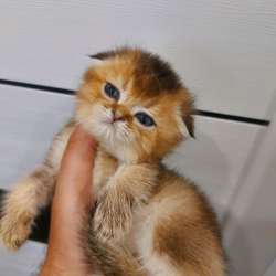 Животные кошки