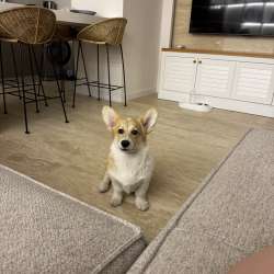 Pembroke Welsh Corgi фото 3