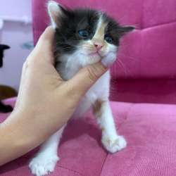 Котята ищут дом??‍⬛