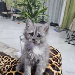 Персидские котята
