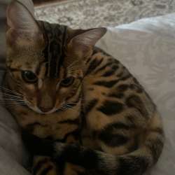 бенгалка котенок в Пензе фото 10