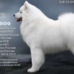 Продается щенок самоед в Гатчине