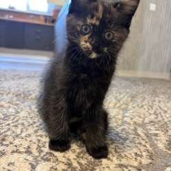 Котята в добрые руки в Наро-Фоминске фото 4