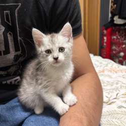 Котята в добрые руки в Кашире фото 4