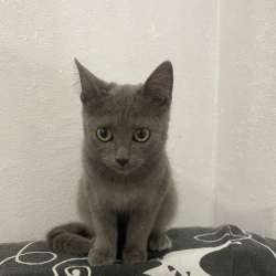 Котенок в Томске фото 5
