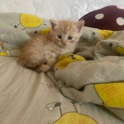 Котята в Орске