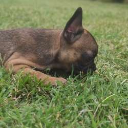 Französische Bulldogge Welpen