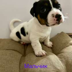 Продам щенят в Сосновом Бору фото 3