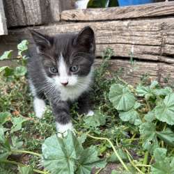 Отдам котят в Котовске