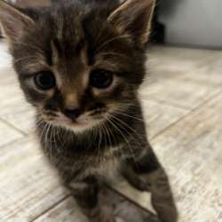 Отдаю котят в добрые руки ! в Саратове