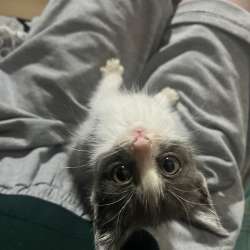 Котенок
