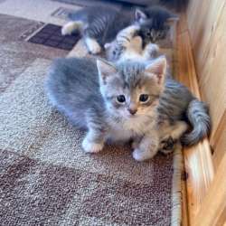 Котята шотландские в Нижнекамске