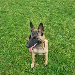 Maninois puppy for sale фото 4